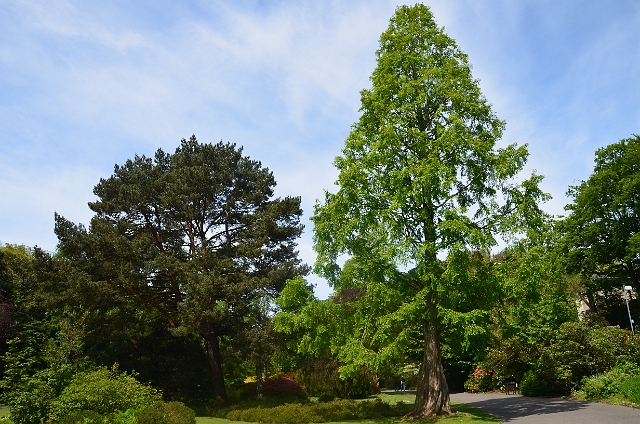 28 05 12_1123.JPG - DAWN REDWOOD - CENTRAL GARDENS, BOURNEMOUTH - 28.5.12